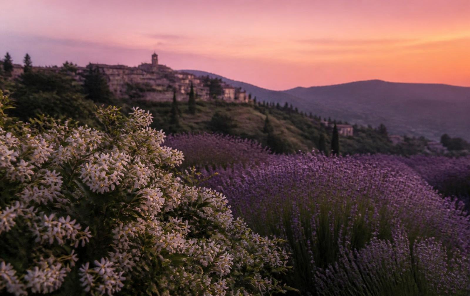 Flower fields near Grasse in the south of France